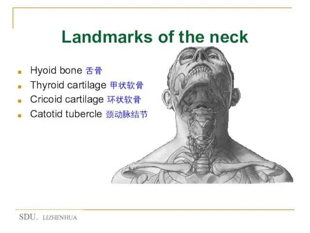 Landmarks of the neck Hyoid bone 舌骨 Thyroid cartilage 甲状软骨 Cricoid cartilage 环状软骨 Catotid tubercle 颈动脉结节