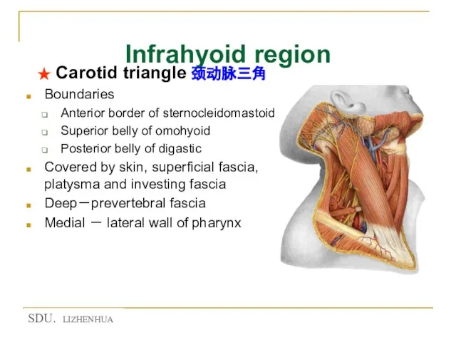 Infrahyoid region ★ Carotid triangle 颈动脉三角 Boundaries Anterior border of sternocleidomastoid Superior