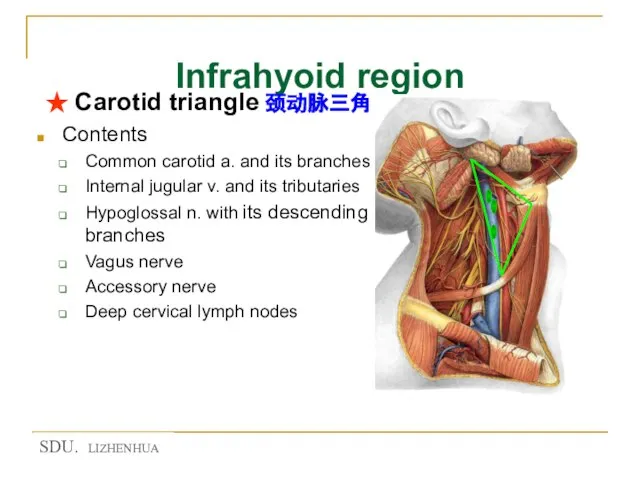Infrahyoid region ★ Carotid triangle 颈动脉三角 Contents Common carotid a. and its