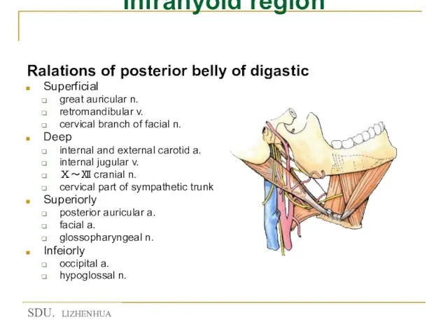 Infrahyoid region Ralations of posterior belly of digastic Superficial great auricular n.