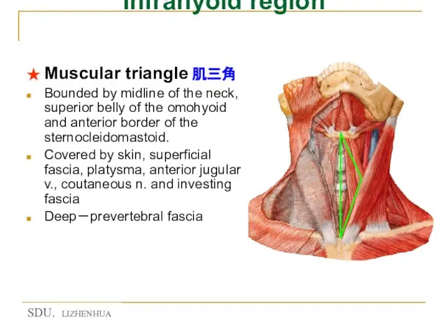 Infrahyoid region ★ Muscular triangle 肌三角 Bounded by midline of the neck,