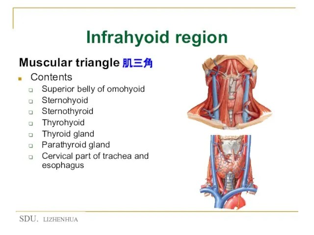 Infrahyoid region Muscular triangle 肌三角 Contents Superior belly of omohyoid Sternohyoid Sternothyroid