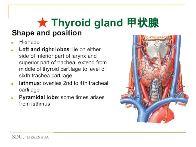 ★ Thyroid gland 甲状腺 Shape and position H-shape Left and right lobes: