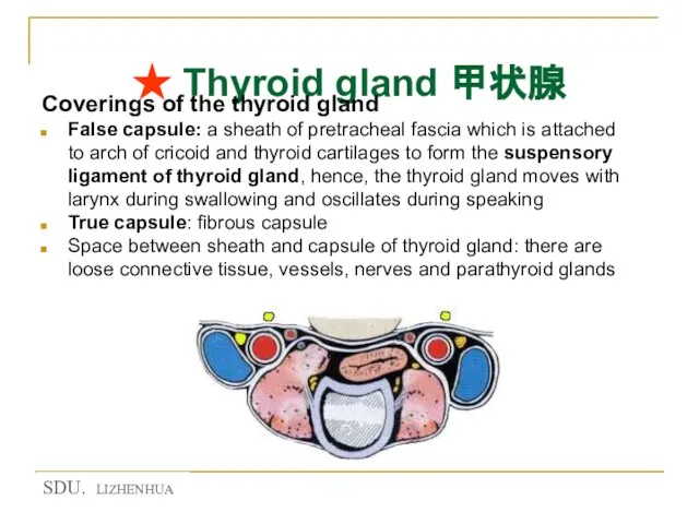 ★ Thyroid gland 甲状腺 Coverings of the thyroid gland False capsule: a