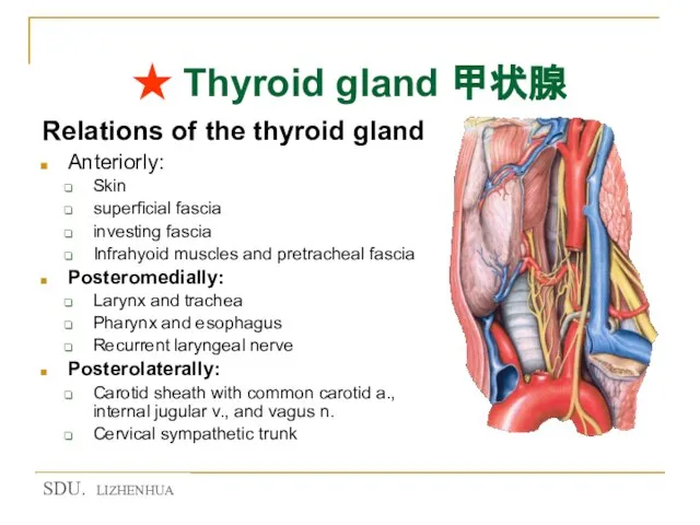 ★ Thyroid gland 甲状腺 Relations of the thyroid gland Anteriorly: Skin superficial