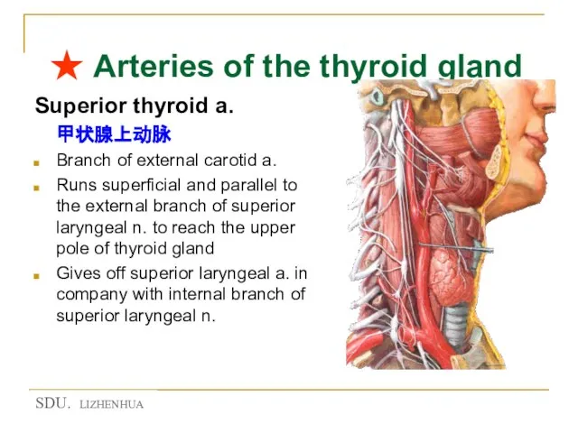 ★ Arteries of the thyroid gland Superior thyroid a. 甲状腺上动脉 Branch of