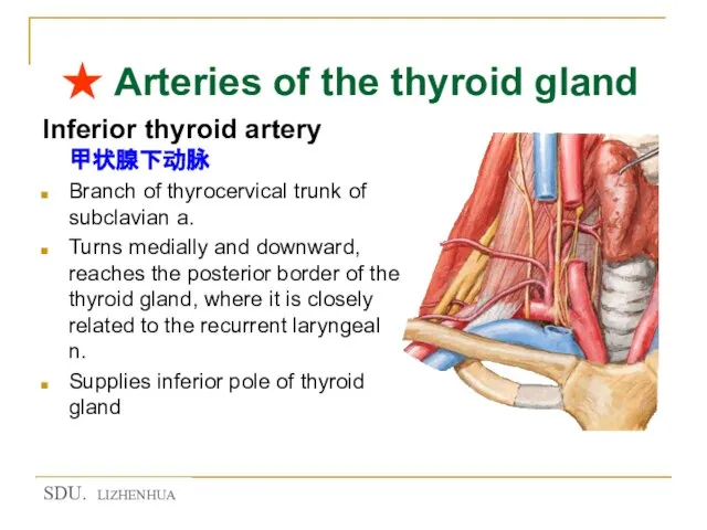 ★ Arteries of the thyroid gland Inferior thyroid artery 甲状腺下动脉 Branch of