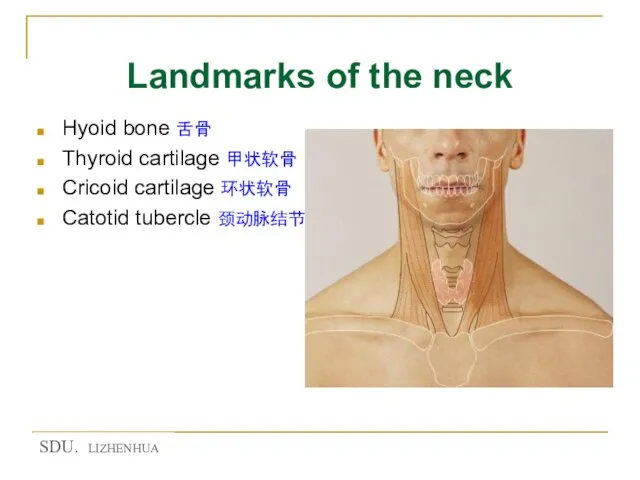 Landmarks of the neck Hyoid bone 舌骨 Thyroid cartilage 甲状软骨 Cricoid cartilage 环状软骨 Catotid tubercle 颈动脉结节