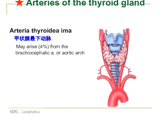 ★ Arteries of the thyroid gland Arteria thyroidea ima 甲状腺最下动脉 May arise