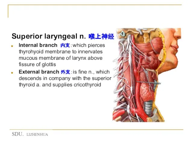 ★ Nerves of the larynx Superior laryngeal n. 喉上神经 Internal branch 内支：which