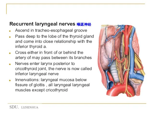 ★ Nerves of the larynx Recurrent laryngeal nerves 喉返神经 Ascend in tracheo-esophageal