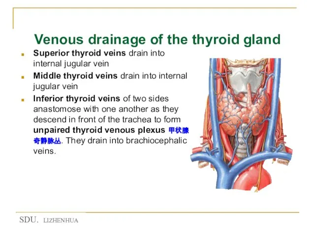 Venous drainage of the thyroid gland Superior thyroid veins drain into internal