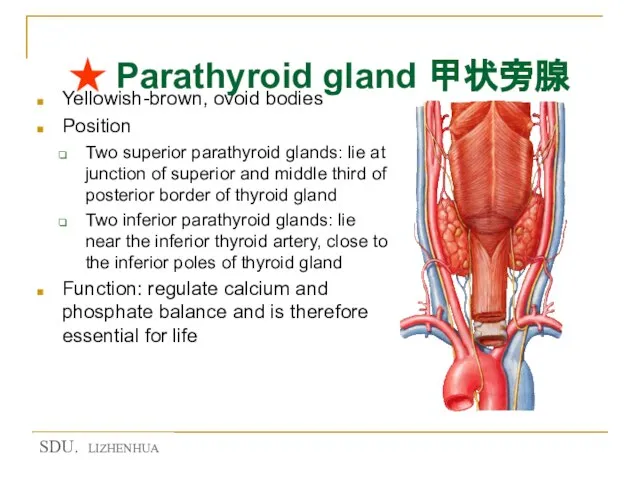 ★ Parathyroid gland 甲状旁腺 Yellowish-brown, ovoid bodies Position Two superior parathyroid glands: