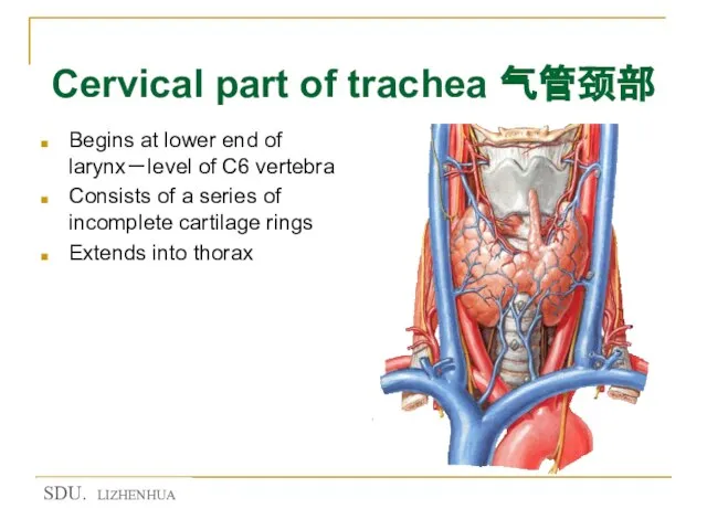 Cervical part of trachea 气管颈部 Begins at lower end of larynx－level of