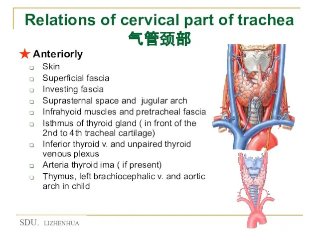 Relations of cervical part of trachea 气管颈部 ★ Anteriorly Skin Superficial fascia