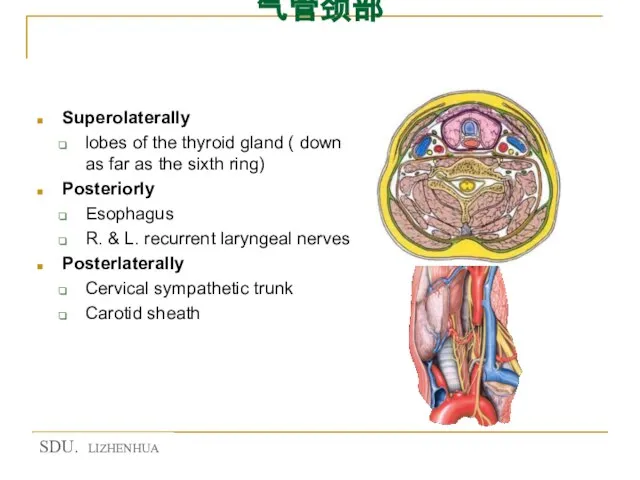 Relations of cervical part of trachea 气管颈部 Superolaterally lobes of the thyroid