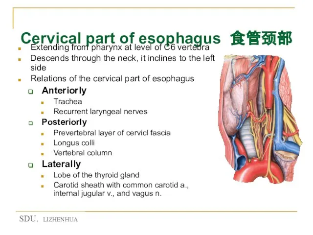 Cervical part of esophagus 食管颈部 Extending from pharynx at level of C6