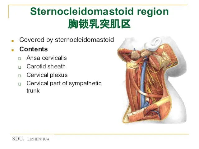 Sternocleidomastoid region 胸锁乳突肌区 Covered by sternocleidomastoid Contents Ansa cervicalis Carotid sheath Cervical