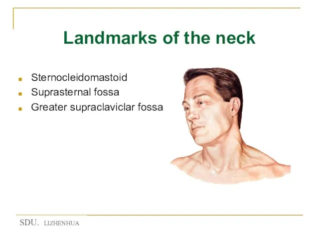 Landmarks of the neck Sternocleidomastoid Suprasternal fossa Greater supraclaviclar fossa