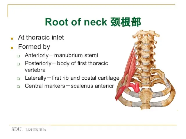Root of neck 颈根部 At thoracic inlet Formed by Anteriorly－manubrium sterni Posteriorly－body