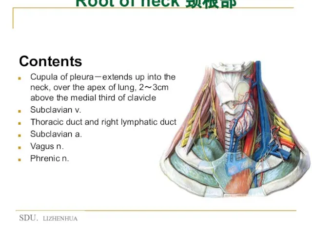 Root of neck 颈根部 Contents Cupula of pleura－extends up into the neck,