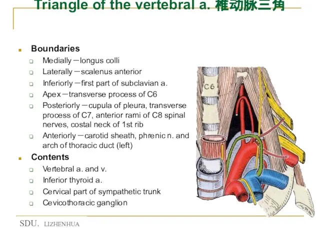 Triangle of the vertebral a. 椎动脉三角 Boundaries Medially－longus colli Laterally－scalenus anterior Inferiorly－first