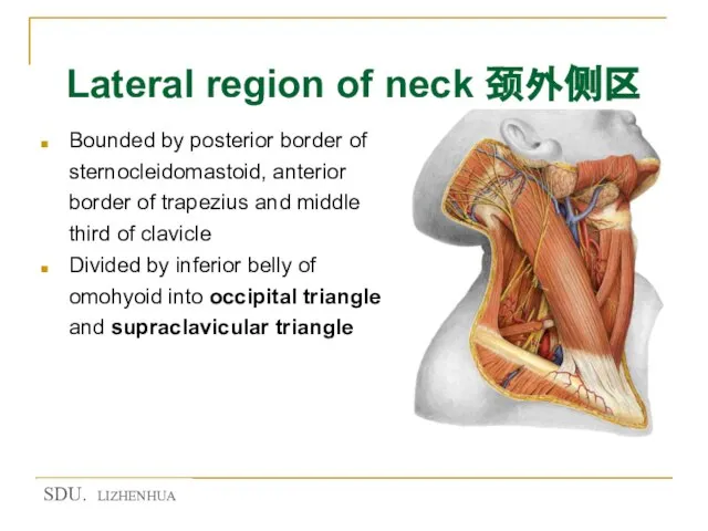 Lateral region of neck 颈外侧区 Bounded by posterior border of sternocleidomastoid, anterior