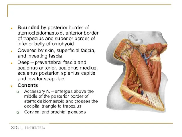 Occipital triangle 枕三角 Bounded by posterior border of sternocleidomastoid, anterior border of