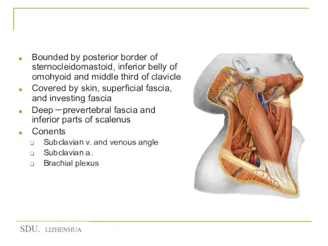 Supraclavicular triangle 锁骨上三角 Bounded by posterior border of sternocleidomastoid, inferior belly of