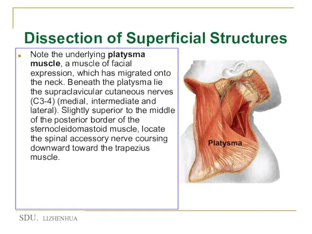 Dissection of Superficial Structures Note the underlying platysma muscle, a muscle of