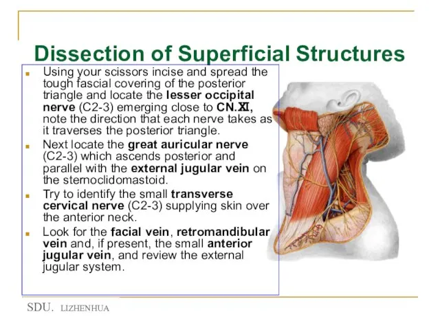 Dissection of Superficial Structures Using your scissors incise and spread the tough