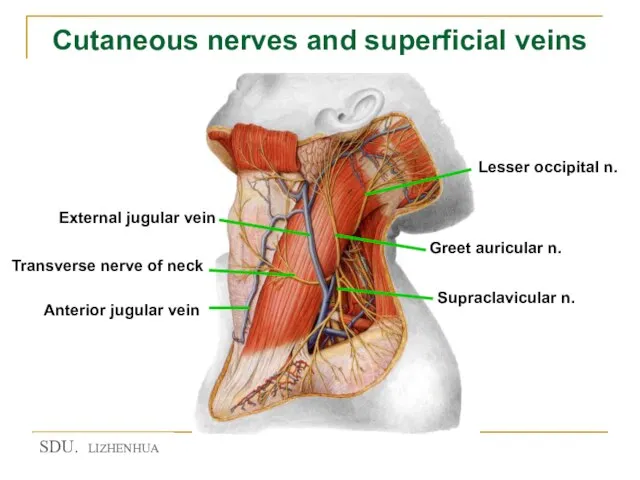 Cutaneous nerves and superficial veins