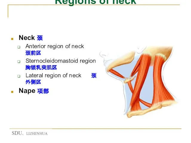 Regions of neck Neck 颈 Anterior region of neck 颈前区 Sternocleidomastoid region