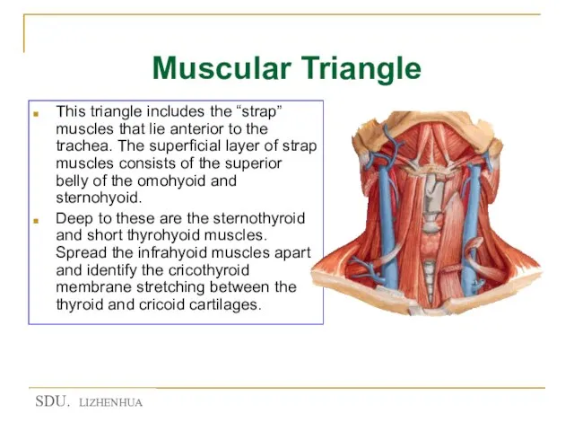 Muscular Triangle This triangle includes the “strap” muscles that lie anterior to