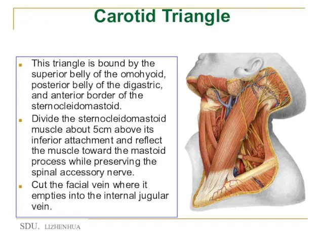 Carotid Triangle This triangle is bound by the superior belly of the