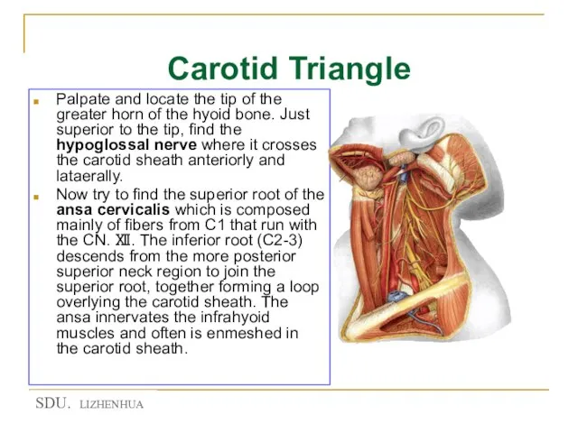Carotid Triangle Palpate and locate the tip of the greater horn of