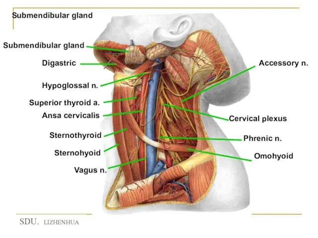 Submendibular gland