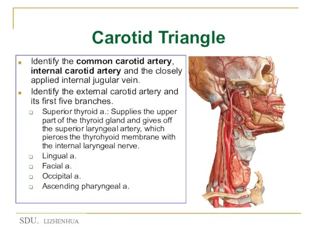 Carotid Triangle Identify the common carotid artery, internal carotid artery and the