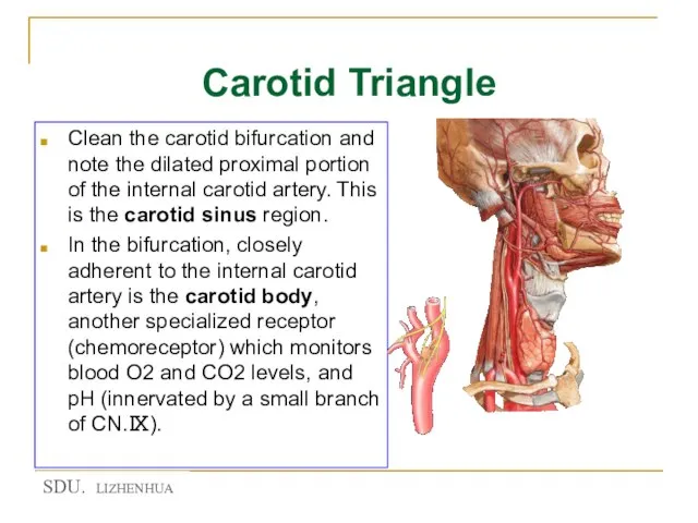 Carotid Triangle Clean the carotid bifurcation and note the dilated proximal portion