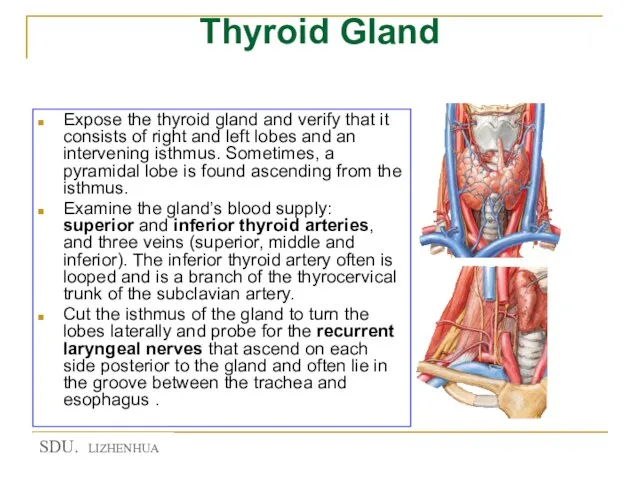 Thyroid Gland Expose the thyroid gland and verify that it consists of