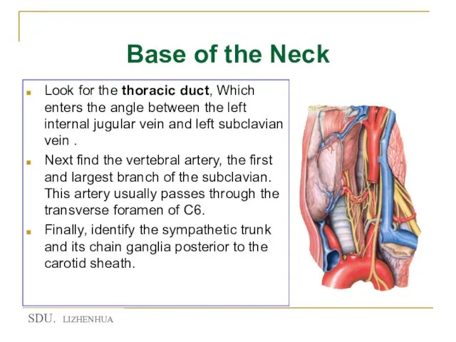 Base of the Neck Look for the thoracic duct, Which enters the