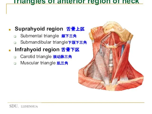 Triangles of anterior region of neck Suprahyoid region 舌骨上区 Submental triangle 颏下三角