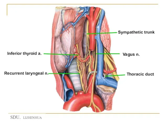 Sympathetic trunk