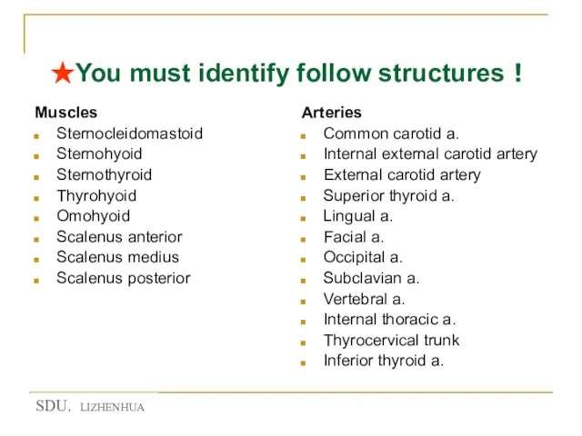 ★You must identify follow structures！ Muscles Sternocleidomastoid Sternohyoid Sternothyroid Thyrohyoid Omohyoid Scalenus