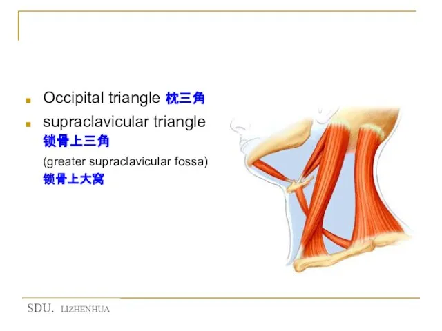 Triangles of lateral region of neck Occipital triangle 枕三角 supraclavicular triangle 锁骨上三角 (greater supraclavicular fossa) 锁骨上大窝