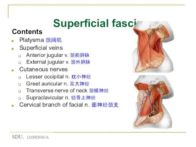 Superficial fascia Contents Platysma 颈阔肌 Superficial veins Anterior jugular v. 颈前静脉 External