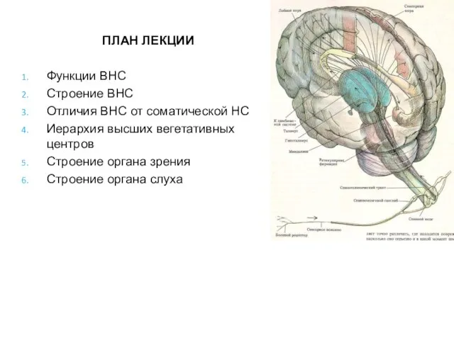 ПЛАН ЛЕКЦИИ Функции ВНС Строение ВНС Отличия ВНС от соматической НС Иерархия