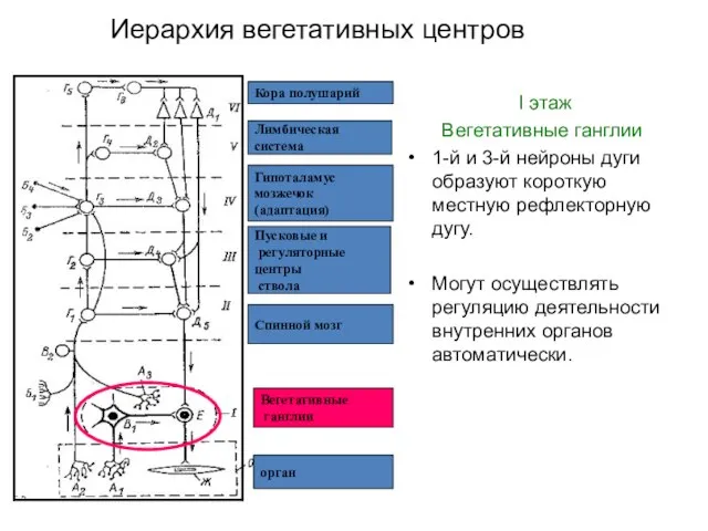 орган Вегетативные ганглии Спинной мозг Пусковые и регуляторные центры ствола Гипоталамус мозжечок