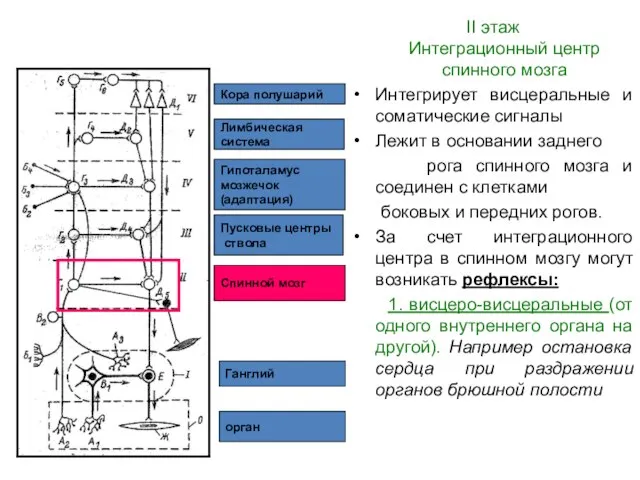 орган Ганглий Спинной мозг Пусковые центры ствола Гипоталамус мозжечок (адаптация) Лимбическая система