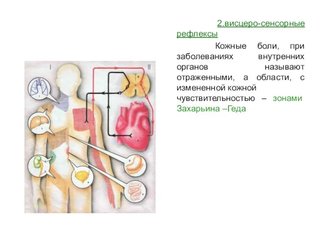 2.висцеро-сенсорные рефлексы Кожные боли, при заболеваниях внутренних органов называют отраженными, а области,